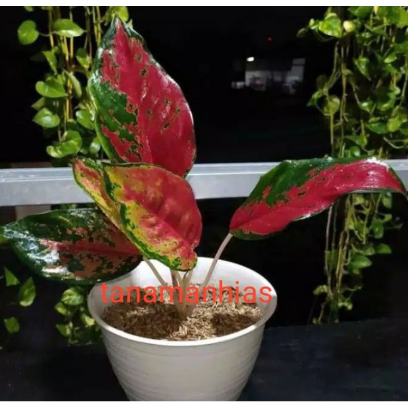 PROMO aglonema kochin-tanaman hias aglonema kochin