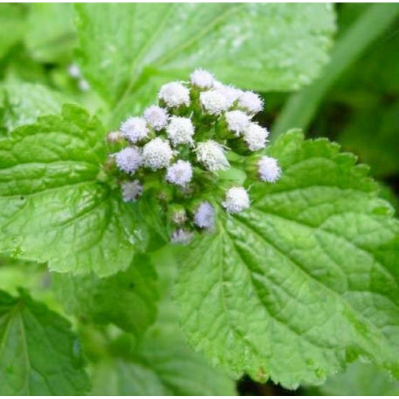 

Bandotan segar 100 gram baru petik