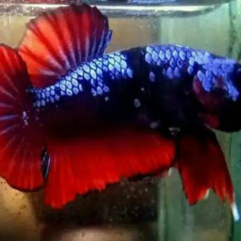 Promo Ikan Cupang Bahan Red Avatar Gordon Baby