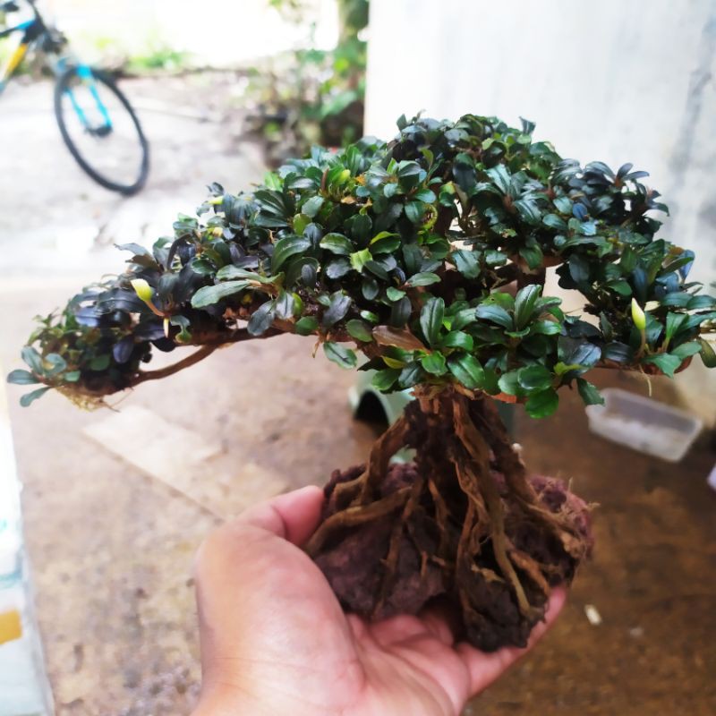 aksesoris akuarium miniatur bonsai aquascape free planting buce mini