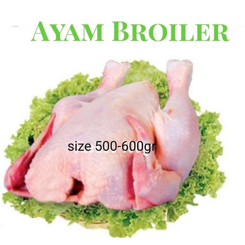 

Ayam broiler beku