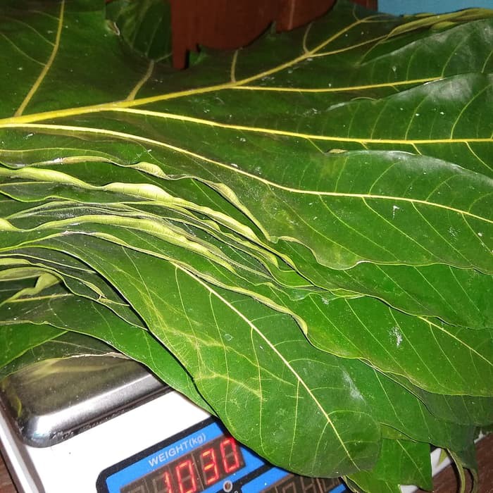 

Daun Sukun Hijau Segar 1kg - Obat Diabetes Batu Ginjal dan Jantung