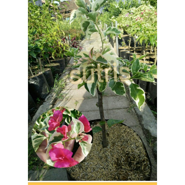 Bibi Tanaman Bunga Bougenville Merah Variegata Shopee Bibi Tanaman Bunga Bougenville Merah Variegata Shopee