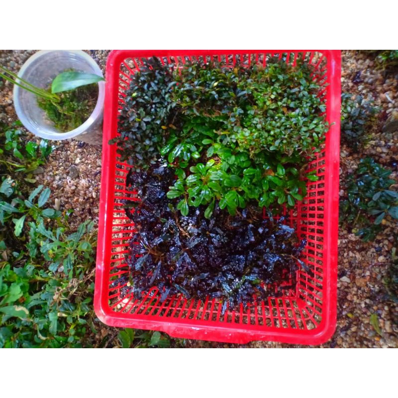 bucephalandra 3 jenis satu paket , mini Velvet, mini phantom, medium,paketan
