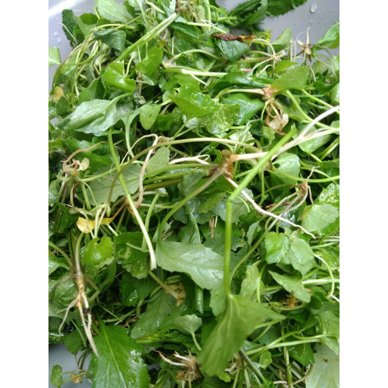 

Lalapan Herbal Antanan pegagan segar 100g