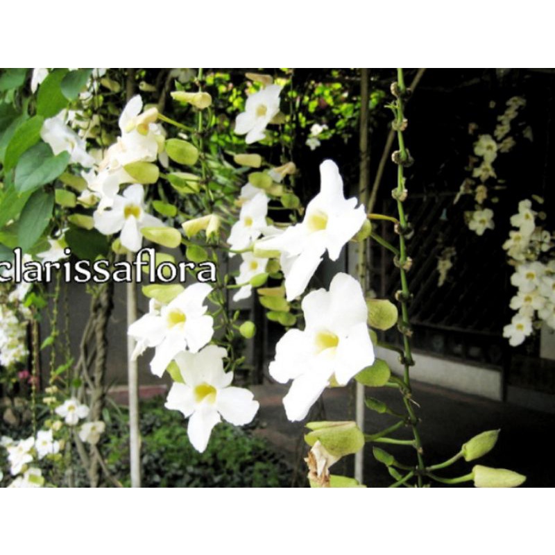 POHON THUNBERGIA BUNGA PUTIH