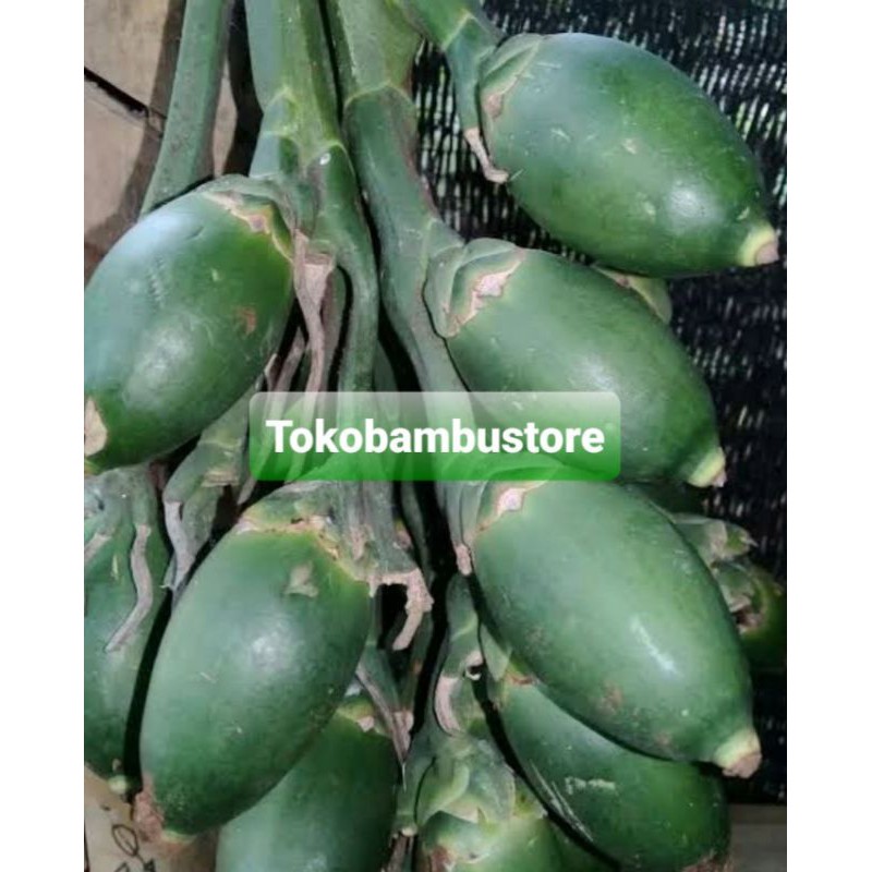 

Buah pinang muda segar 500 gram GRATIS akar pinang-az