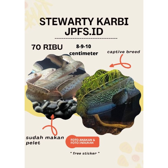 [COD]StewartiKarbi CB 8.9.10cm