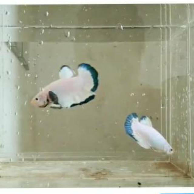 

Cupang bluerim pair super grade