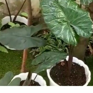 ALOCASIA PLUMBEA/SENTE HITAM/SENTE WULUNG/SENTE IRENG ) LOVE SHOP MILLENIAL