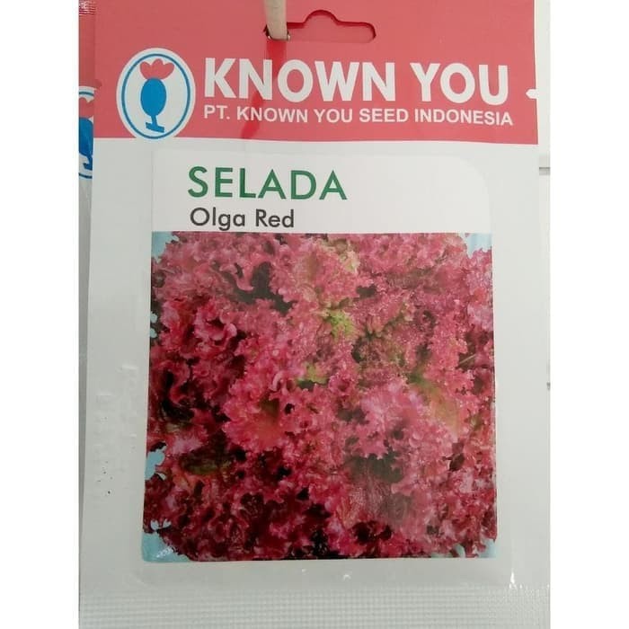 

Dijual benih bibit selada merah olga red known you seed - kys Murah