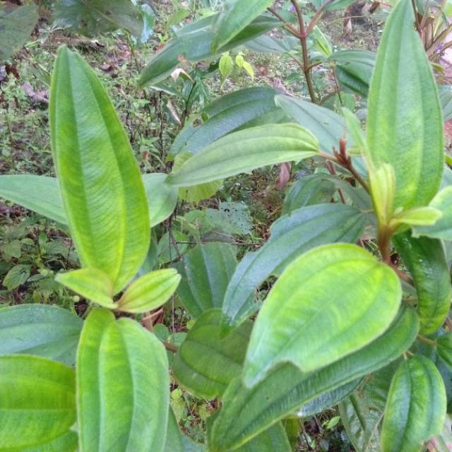 

Daun senggani Segar Daun harendong Fresh 500gr