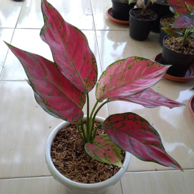 Tanaman Aglonema Red King / Bibit tanaman hias agglonema red king