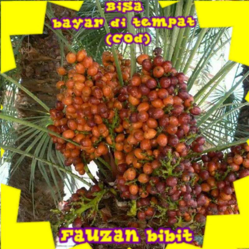 5 Bibit kurma tropis genjah cepat berbuah