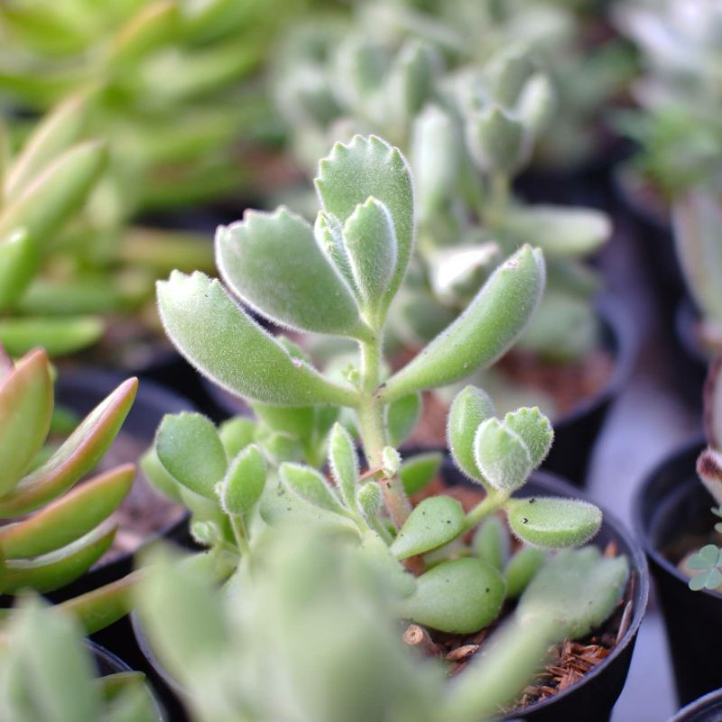 Sukulen Cotyledon Bears Paw