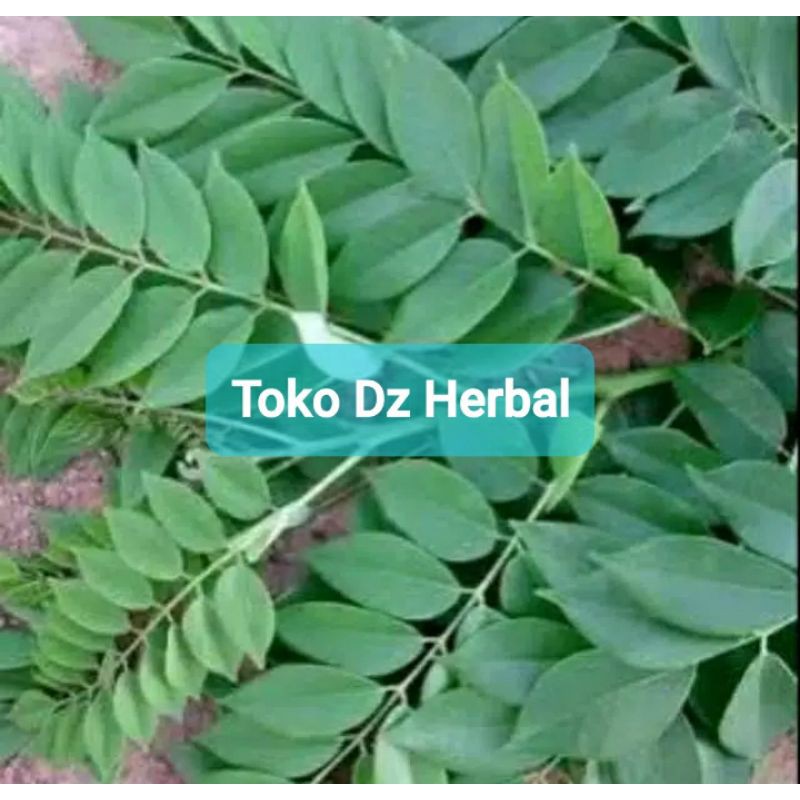 

Daun gamal segar fresh 1 kg / daun pohon gamal-az