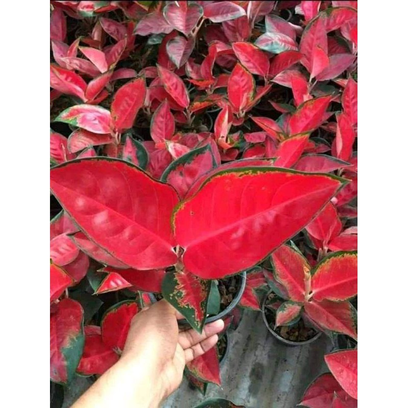 AGLONEMA SUKSOM JAIPONG SUPER SPESIAL