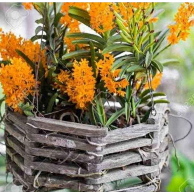 vanda mini anggrek ascocentrum miniata