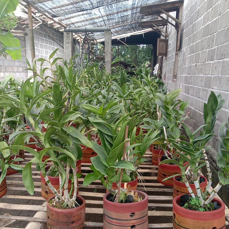 dendrobium dewasa rimbun