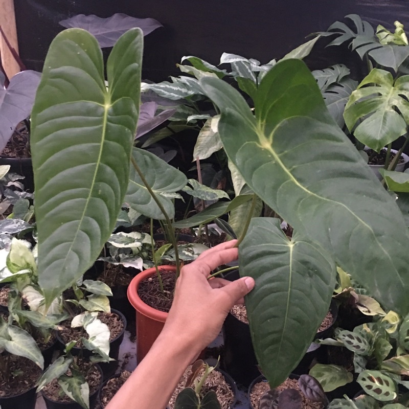 anthurium veitchii hybrid