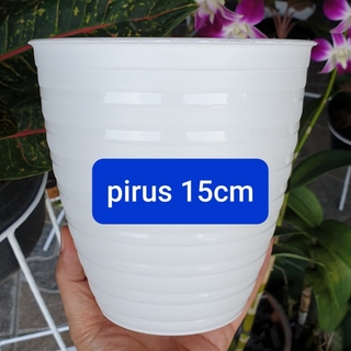  Pot  pirus 15  pot  pirus tirus murah model tawon  Shopee 