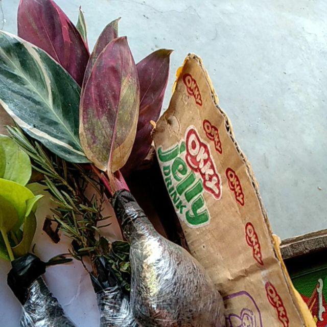 Tanaman Khas Bali Penghias Ruangan Meranti Bali/calathea Multicollor