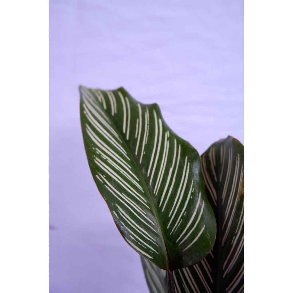 Calathea Sisir - Tanaman Daun