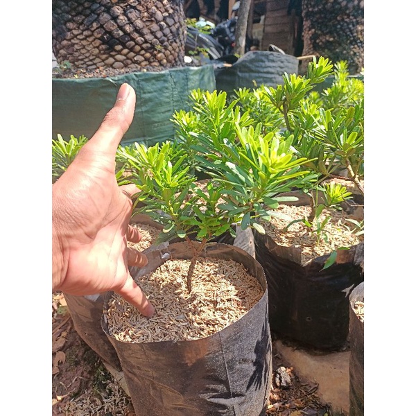 bibit bonsai lohansung cingcuan ORI bahan bonsai lohansung cingcuan