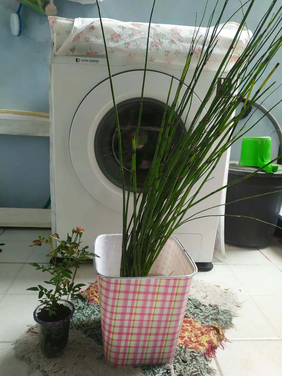 Bambu Air 30-50 Batang