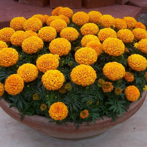 BENIH MARIGOLD