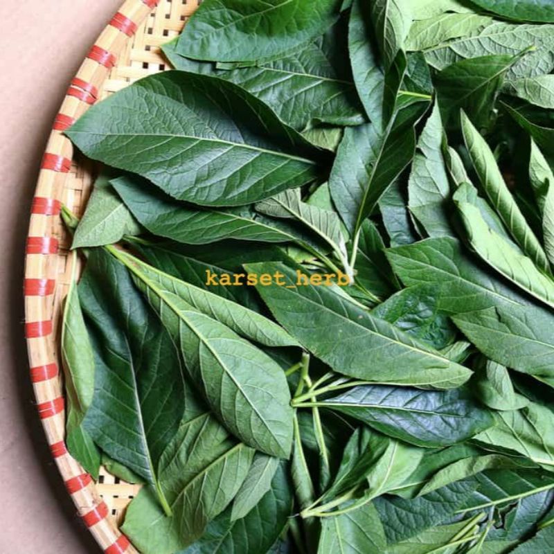 

Daun Afrika Segar | 100 gram Daun sambung nyawa / Afrika segar / DAUN KLOROFIL