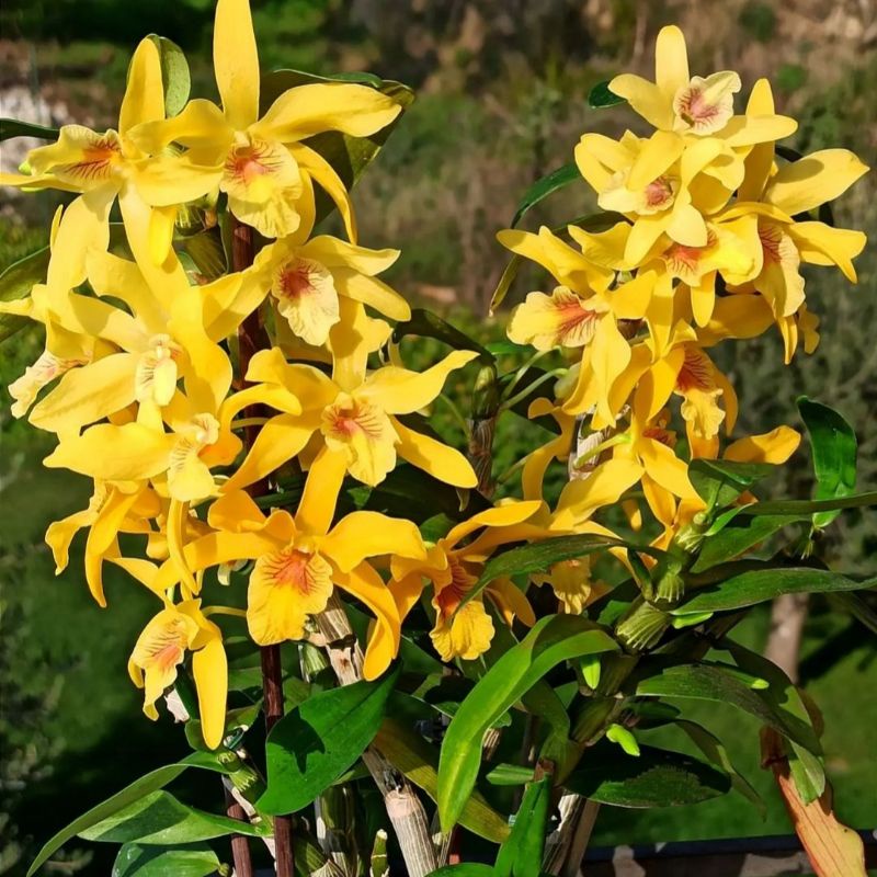 Jual Anggrek Dendrobium Bunga Anggrek Dendrobium Tanaman Hias Hidup