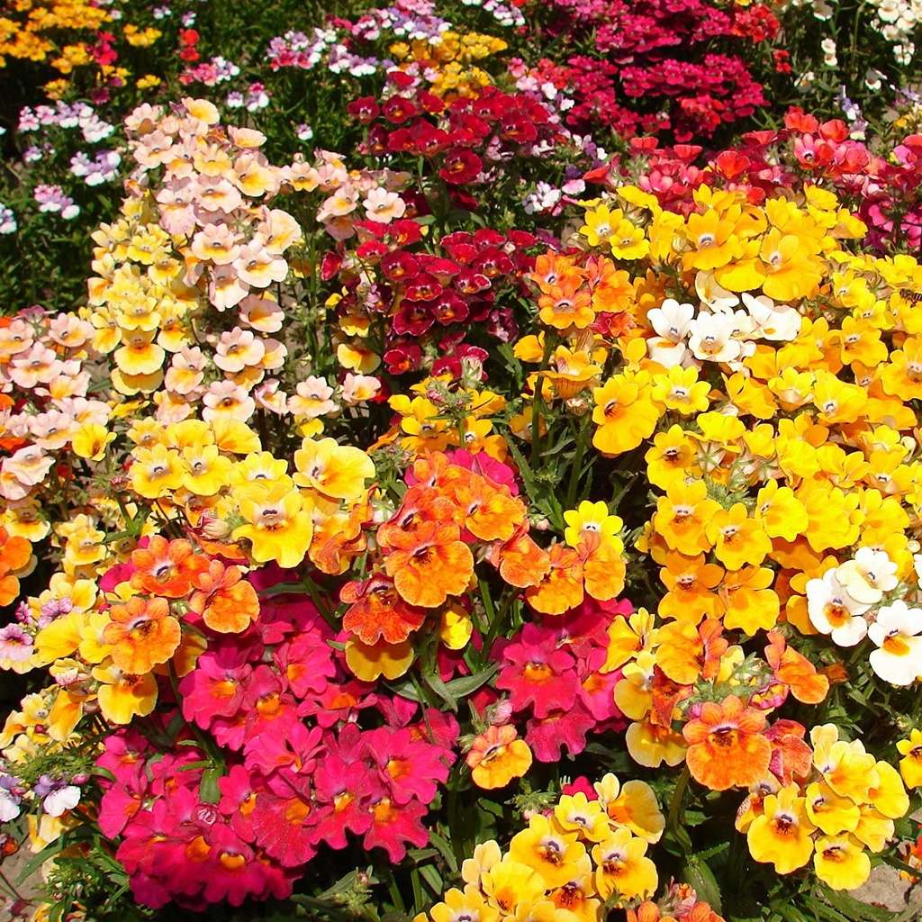 Benih Bibit Biji - Bunga Nemesia Carnival Mixture (Nemesia strumosa) Flower Seeds - IMPORT