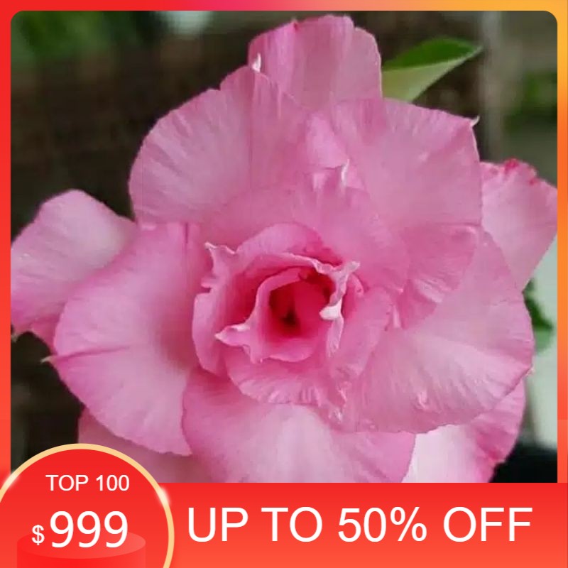 

promo adenium patthuma Kamboja Jepang (bibit)