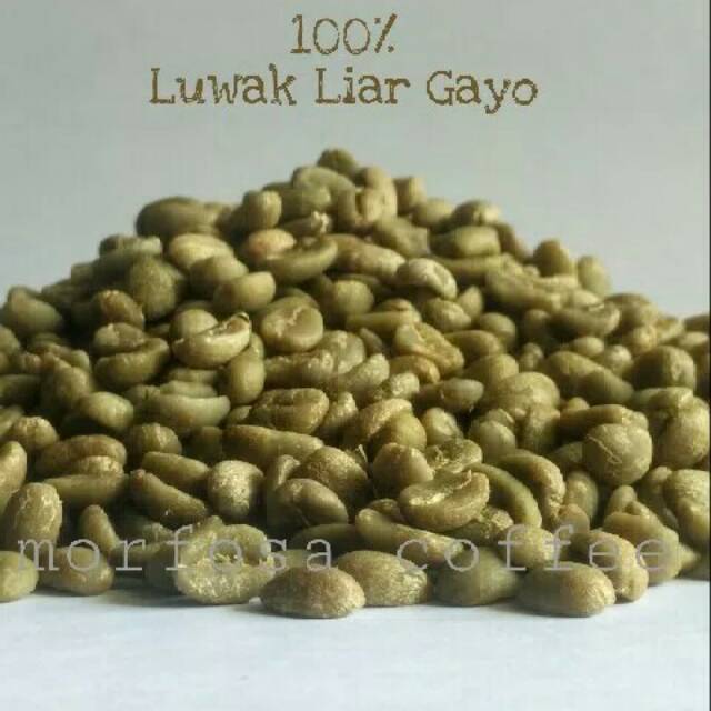 

GREEN BEAN KOPI LUWAK LIAR GAYO 500 GRAM / BIJI KOPI LUWAK LIAR GAYO BIJI MENTAH 500GR