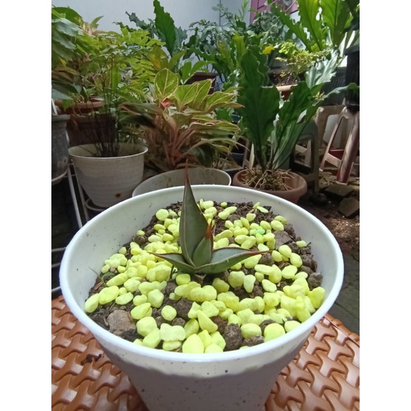 sansiviera pinguicula