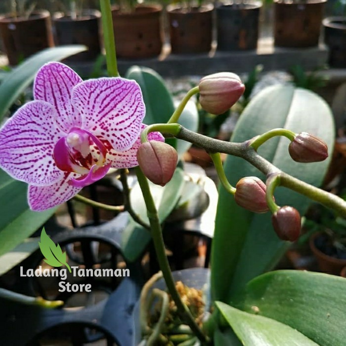 anggrek bulan dewasa / spike taiwan