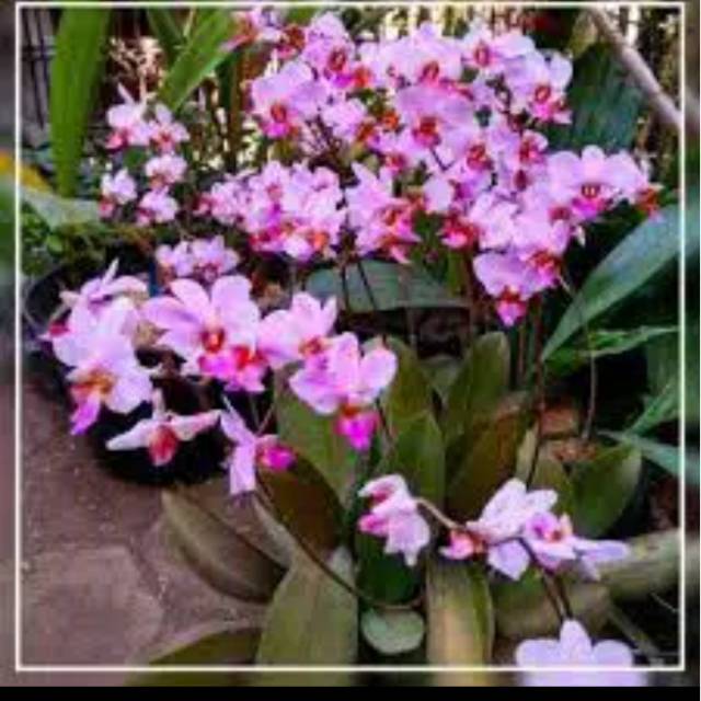tanaman hias bunga angrek phalaenopsis doritis pulcherrima