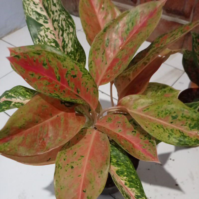 aglonema big roy rumpun murah