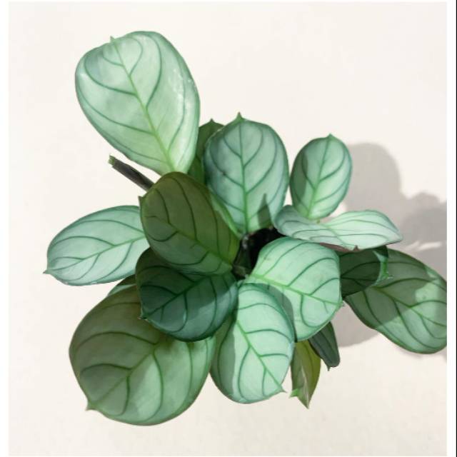 Tanaman hias calathea ctenanthe setosa grey star Tanaman hias calathea ctenanthe setosa grey star