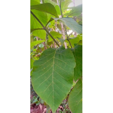 

daun jati muda /pucuk (jompong) 150gr