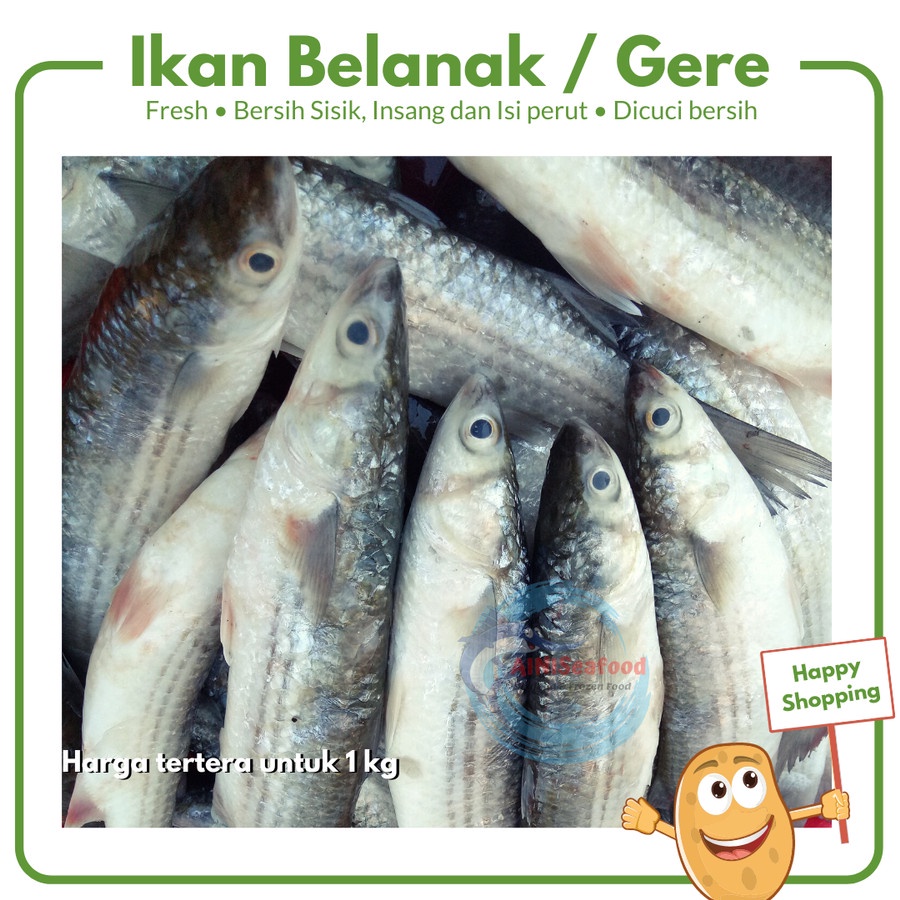 

Ikan Belanak / Gere fresh segar non frozen surabaya - 500 gram