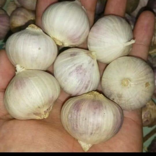 

Bawang Putih Tunggal Lanang 1 Kg Jumbo Kualitas Pertamaxxx - Premium