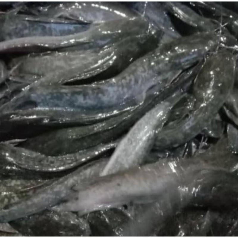 

Ikan Lele konsumsi segar size 6-10 ekor per kg