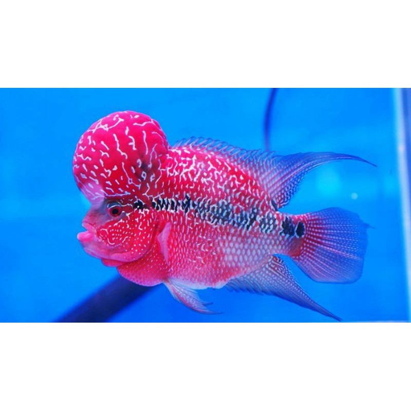 Ikan Lohan/Louhan SRD ukuran 4-7 cm