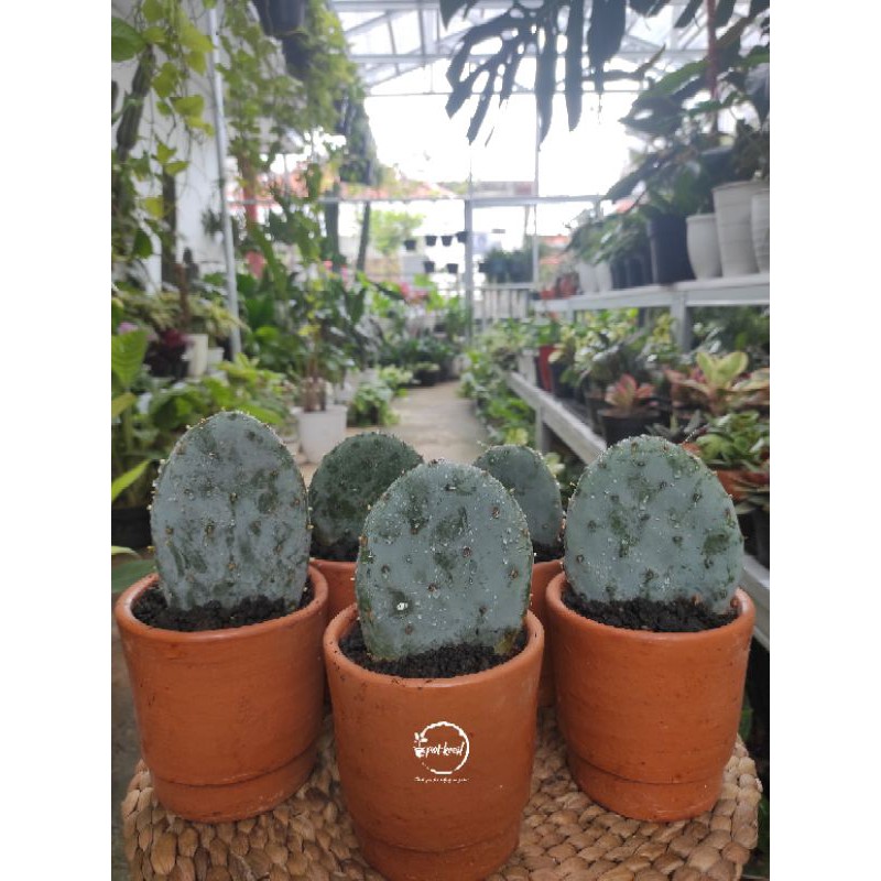 Jual Kaktus Opuntia Robusta Giant Kaktus Opuntia Opuntia Cactus Shopee Indonesia