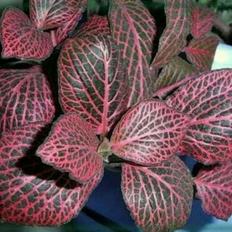 Tanaman hias pitonia merah / Tanaman fittonia merah - BAKUL KEMBANG