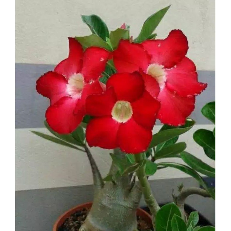 bibit tanaman hias adenium bunga merah bonggol besar bahan bonsai kamboja