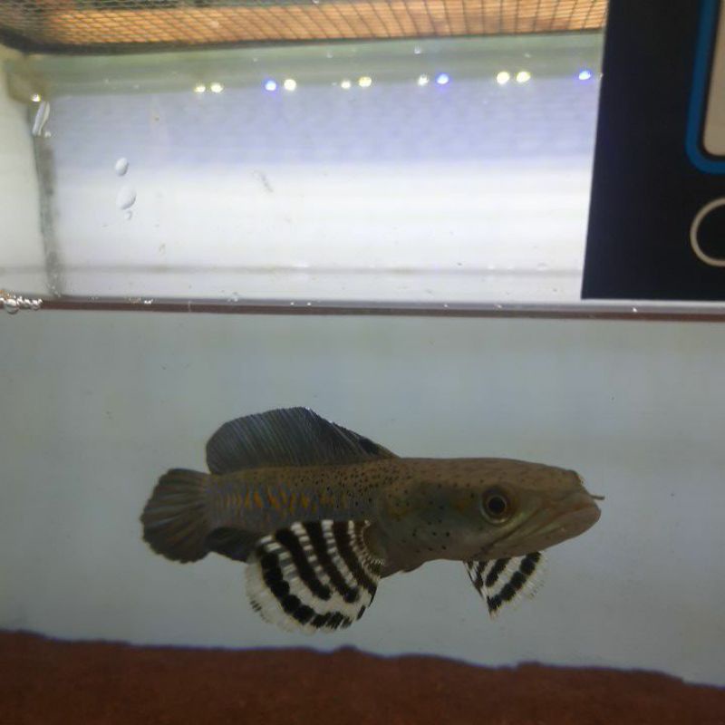 channa pulcra kualitas premium 8-10cm (single tank) blue pulcra kualitas