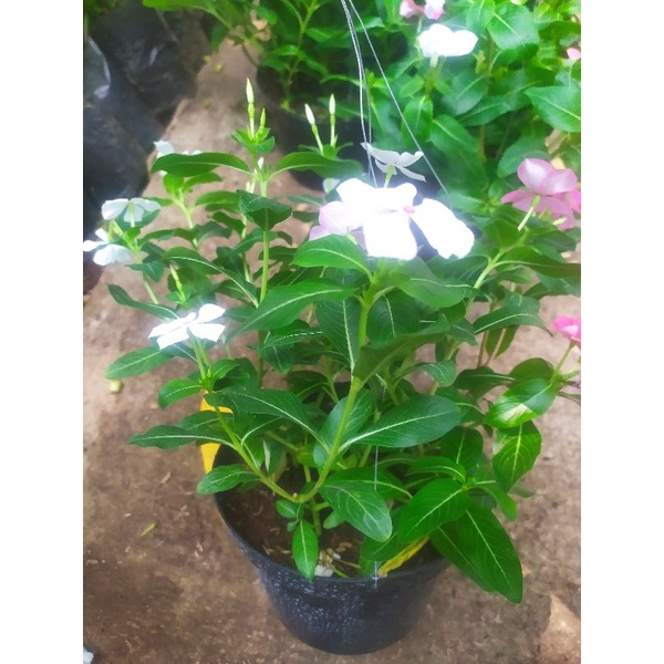 bunga vinca tanaman bunga vinca bunga gantung
